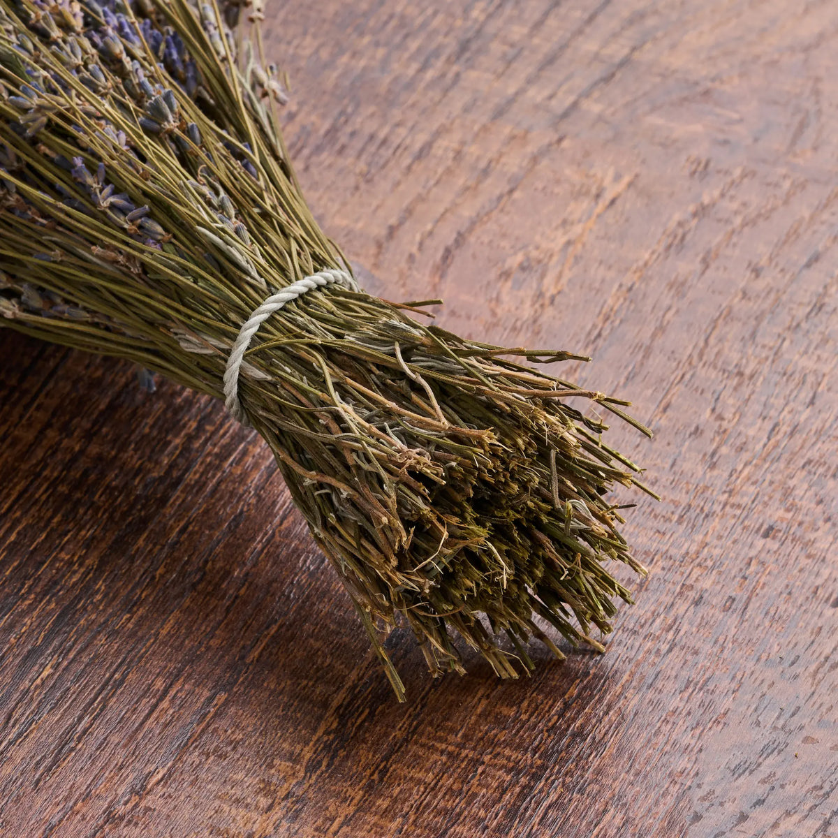 Levanda (Lavandula)