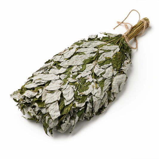 Raspberry Sauna Whisk (Rubus idaeobatus)