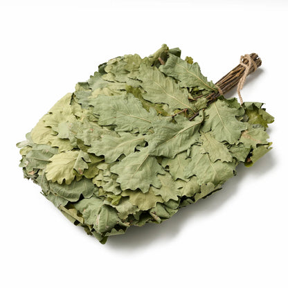 Ąžuolo vanta (Quercus robur)