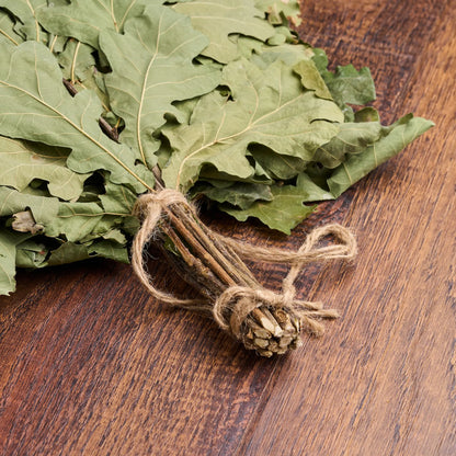 Ąžuolo vanta (Quercus robur)
