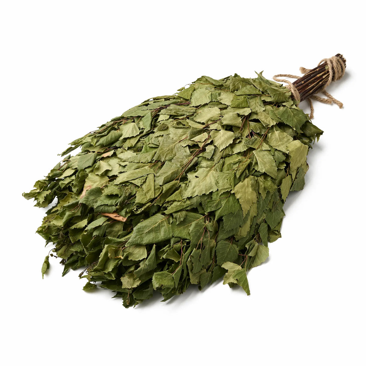 Beržo vanta (Betula)