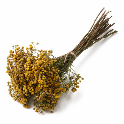 Tansy Sauna Herbs (Tanacetum)