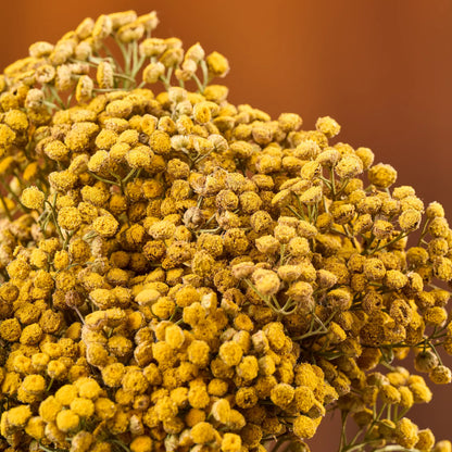 Tansy Sauna Herbs (Tanacetum)