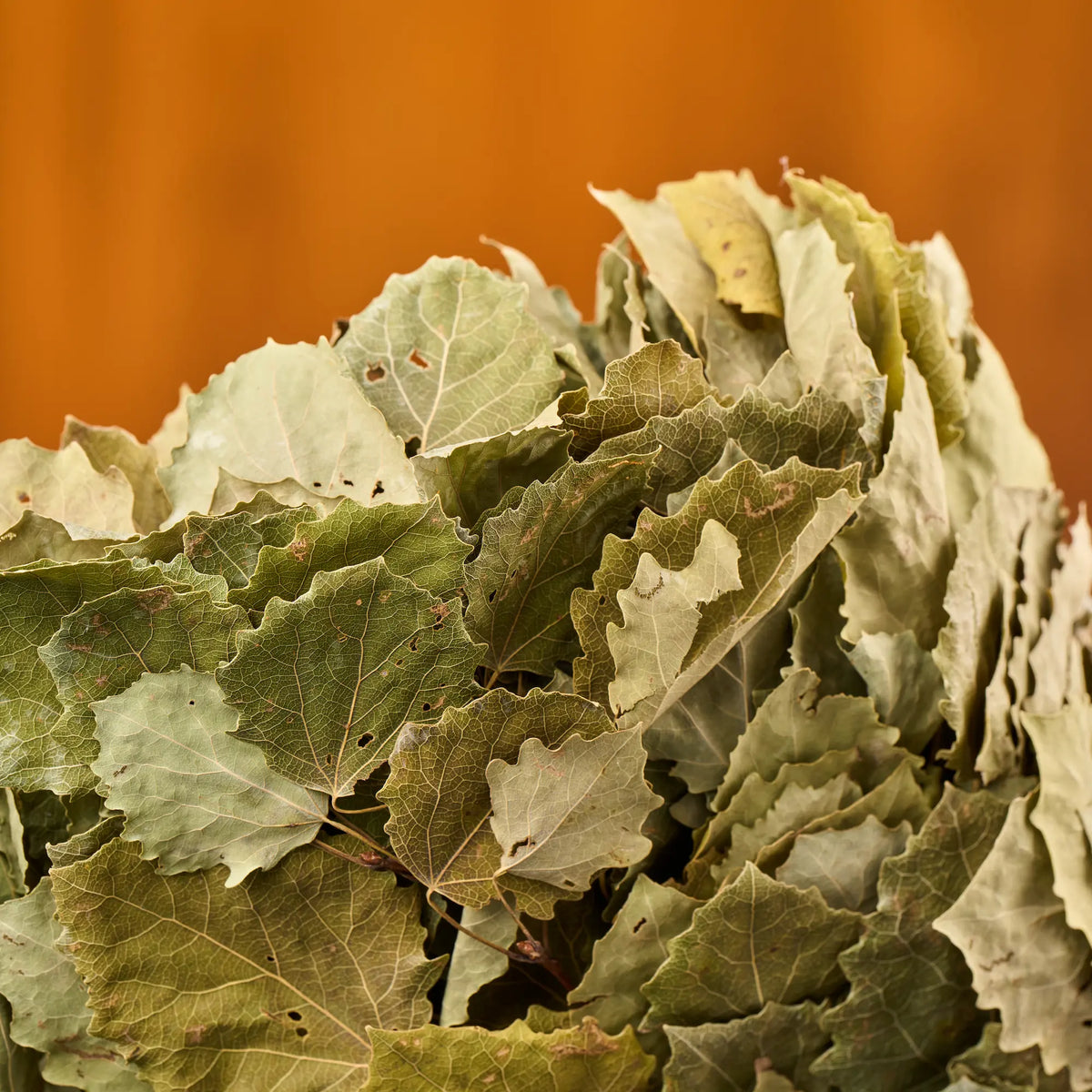 Drebulės vanta (Populus tremula)