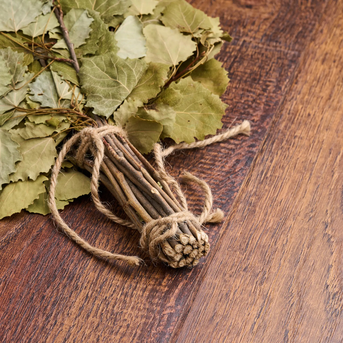 Drebulės vanta (Populus tremula)