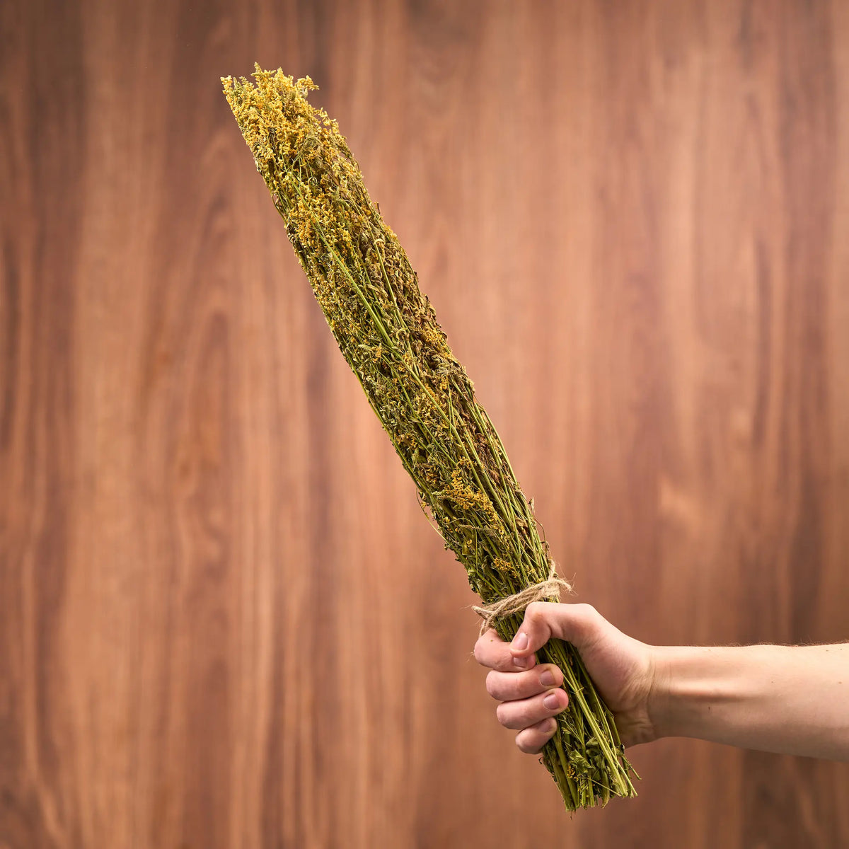 Yellow Melilot Sauna Herbs (Melilotus officinalis)