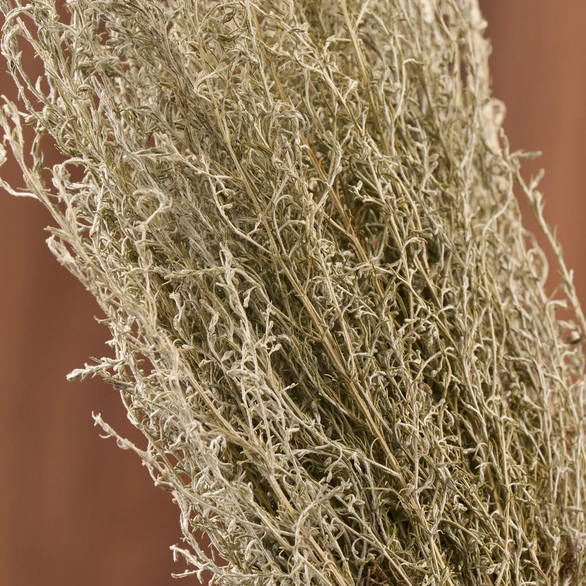 Taurine Wormwood Sauna Herbs (Artemisia taurica)