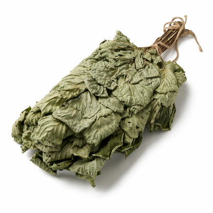 Common Hazel Sauna Whisk (Corylus avellana)