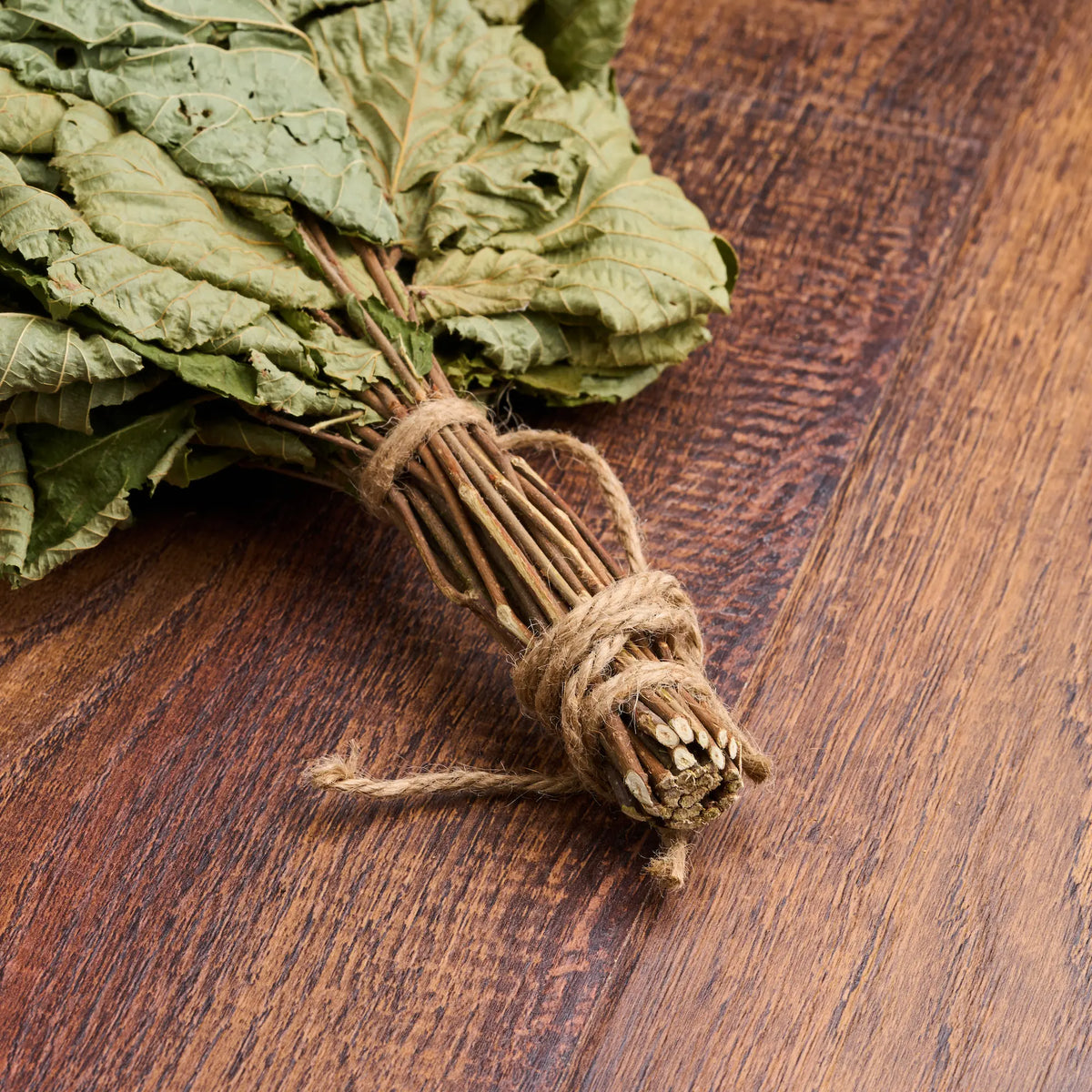 Common Hazel Sauna Whisk (Corylus avellana)