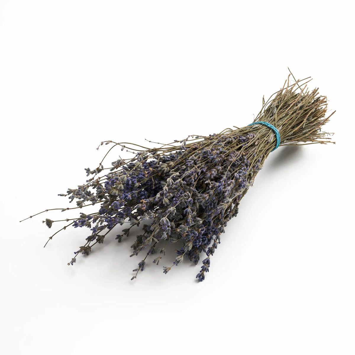 Levanda (Lavandula)