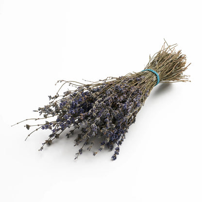 Levanda (Lavandula)