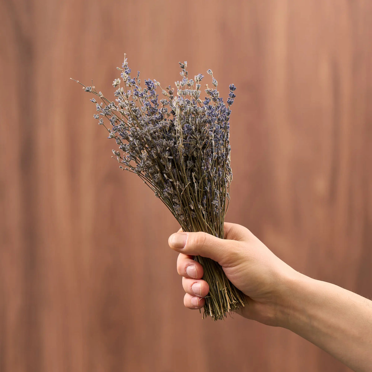 Levanda (Lavandula)