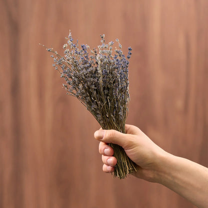 Levanda (Lavandula)