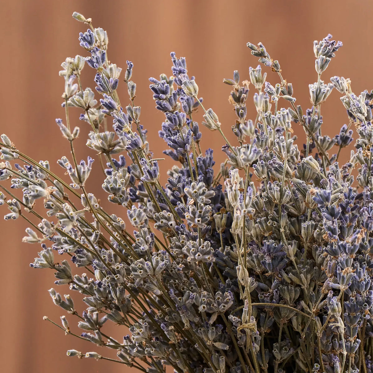 Levanda (Lavandula)