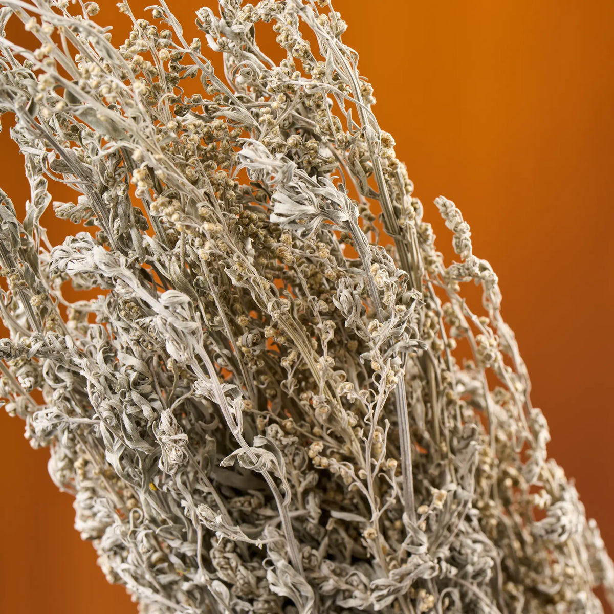 Pelynas, tradicinis (Artemisia absinthium)