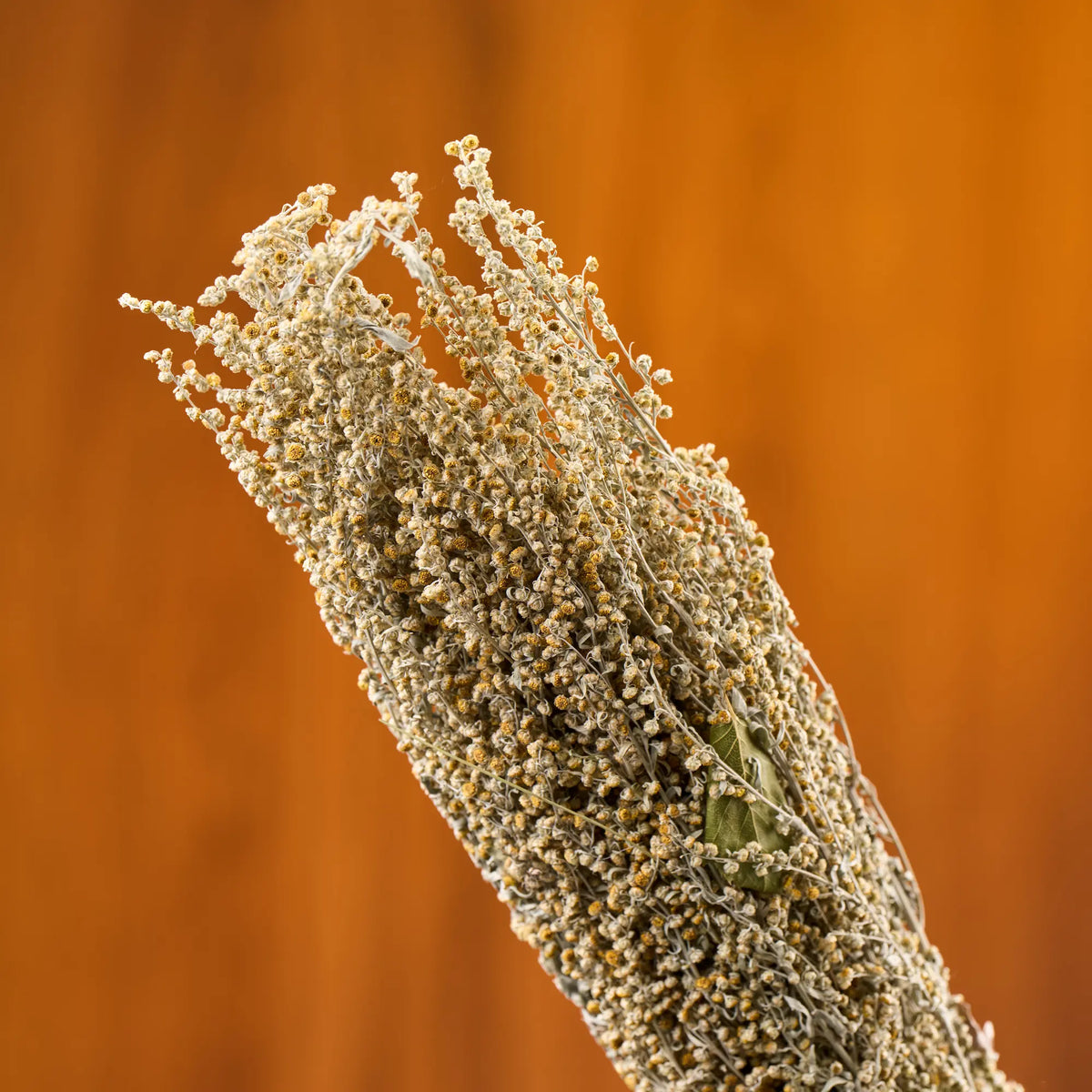 Flowering Wormwood Sauna Herbs (Artemisia absinthium)