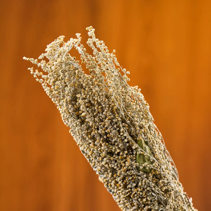 Flowering Wormwood Sauna Herbs (Artemisia absinthium)