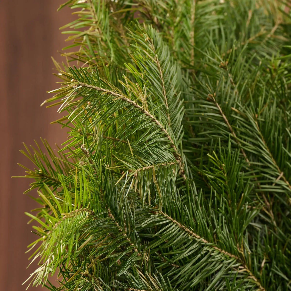 Siberian Fir Sauna Whisk (Abies sibirica)