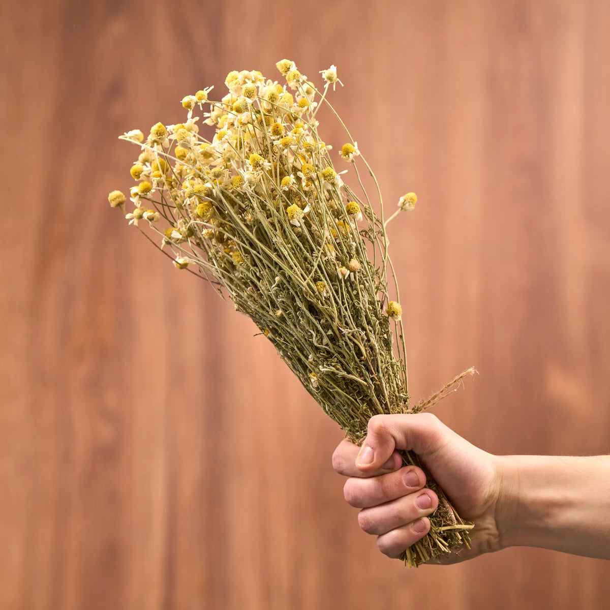 Chamomile Sauna Herbs (Matricaria chamomilla)