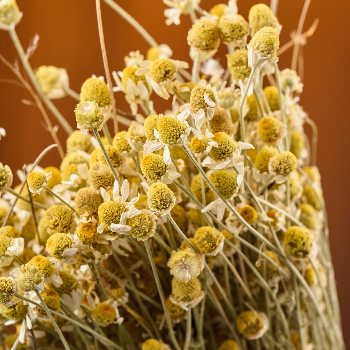 Chamomile Sauna Herbs (Matricaria chamomilla)