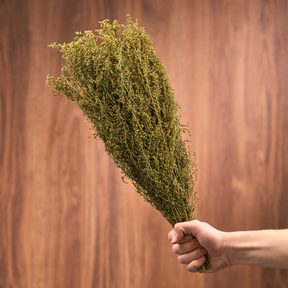 Sweet Wormwood Sauna Herbs (Artemisia annua)