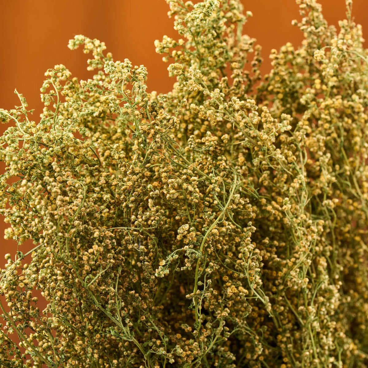 Sweet Wormwood Sauna Herbs (Artemisia annua)